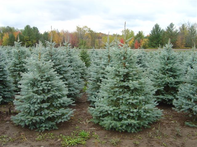 Central Wisconsin Evergreens Nursery Stock Gallary