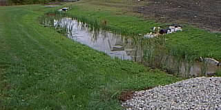 Grass swales or filter strips clean the stormwater while allowing it to absorb into the ground.