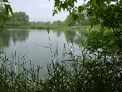 Stormwater ponds can be visually appealing, provide cover for amphibians, birds, and small mammals, and educate children on the importance of watershed protection.