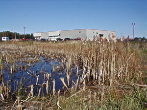 Wetland detention pond near a car dealership